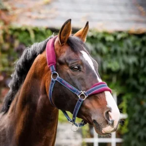 Rambo Padded Head collar Burgundy/Burgundy/ Teal/ Navy P