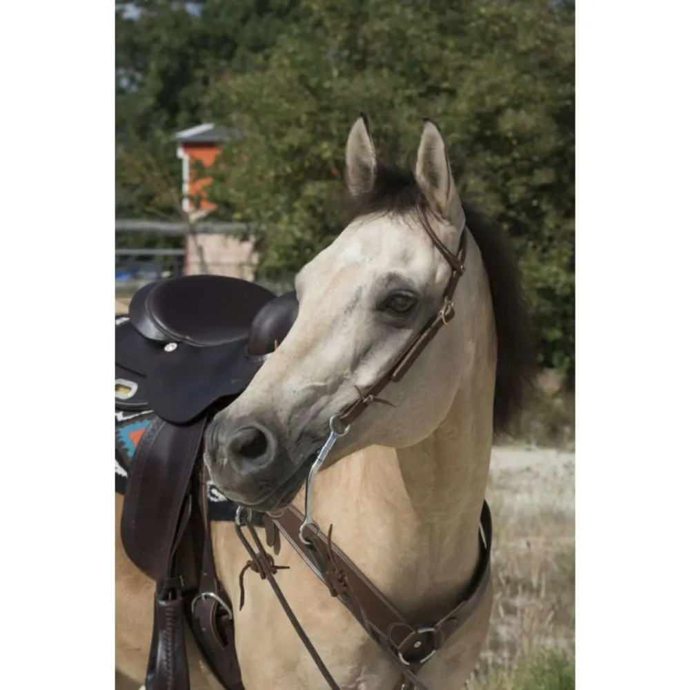 Westride Briglia 2 Oreille Cioccolato